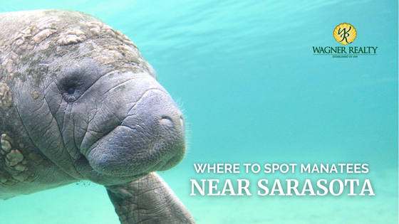 Where to Spot Manatees Near Sarasota | Wagner Realty