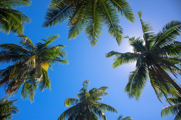 Florida Gulf Coast Palm Trees