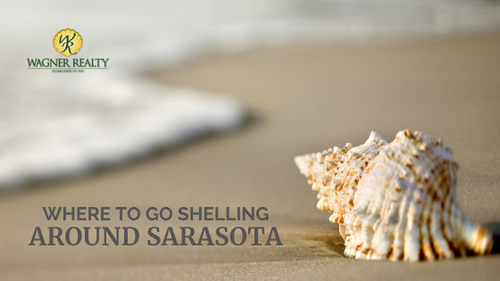 Where to Go Shelling Around Sarasota | Wagner Realty